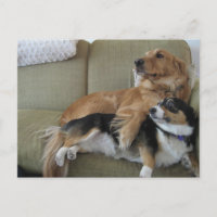 Lustige Hunde kuscheln süßen Golden Retriever Corg