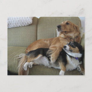 Lustige Hunde kuscheln süßen Golden Retriever Corg Postkarte