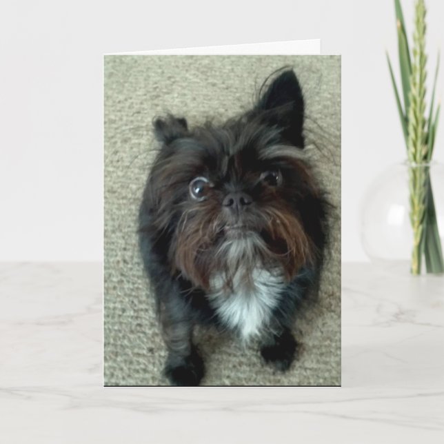 lustige Hundegeburtstags-Grußkarte Karte (Vorderseite)