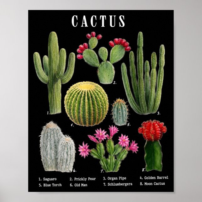 Lustige Kaktusarten-Tabelle  Poster (Vorne)