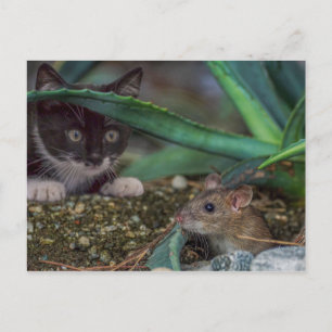 Lustige Katzen- und Maus-Postkarte Postkarte