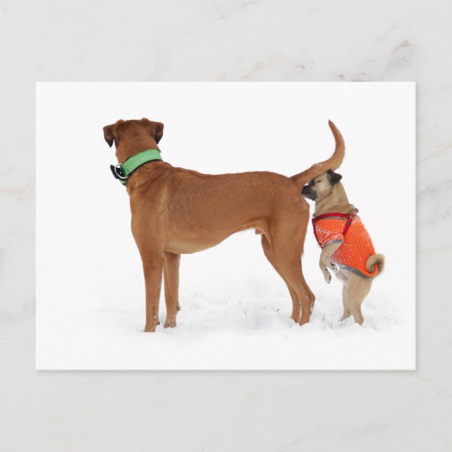 Lustige Kommunikation Geruchssinn Postkarte (Vorderseite)