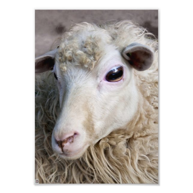 Lustige Schafe Fotodruck (Vorne)