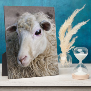 Lustige Schafe Fotoplatte