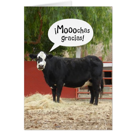 Lustige Spanisch sprechende Kuh danken Ihnen zu Karte