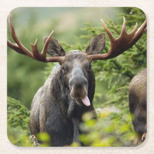 Lustige Stier-Elche Rechteckiger Pappuntersetzer