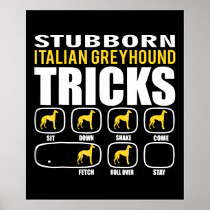 lustige stur-italienische Windhunde-Tricks Poster