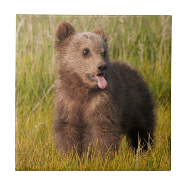 Lustiger Baby-Bär Getty Bild-| Fliese (Vorderseite)