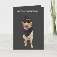 Lustiger cooler Hund/Labrador von der Gruppe