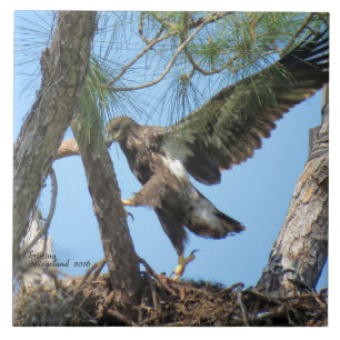 Lustiger Eagle-Vogel, der Spiegeland Fliese fliegt