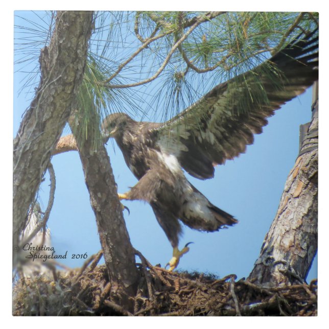 Lustiger Eagle-Vogel, der Spiegeland Fliese fliegt (Vorderseite)