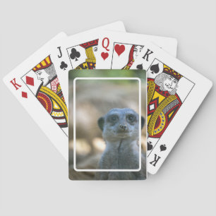 Lustiger Erdmännchen Spielkarten