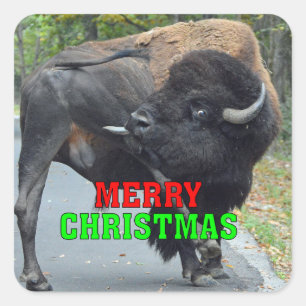 Lustiger frohe Weihnacht-Stier-Bison, der Testikel Quadratischer Aufkleber