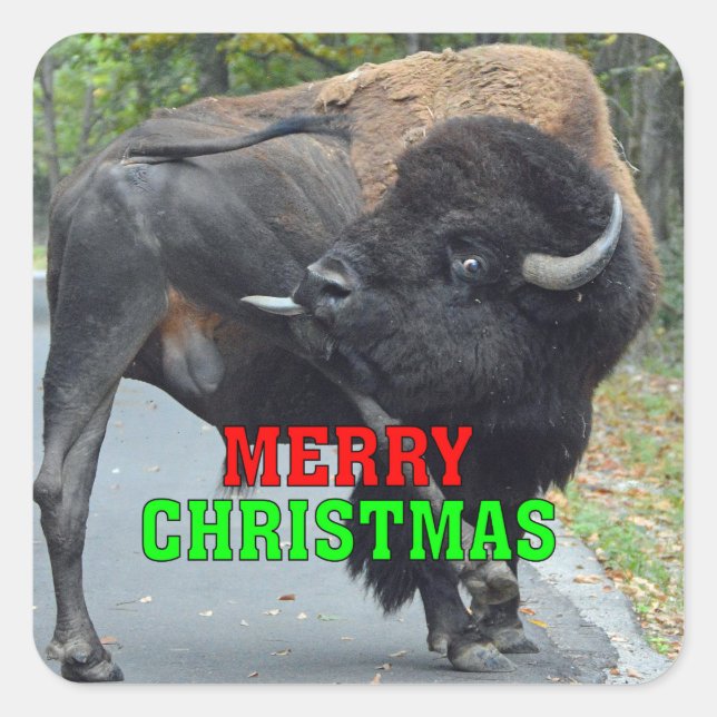 Lustiger frohe Weihnacht-Stier-Bison, der Testikel Quadratischer Aufkleber (Vorderseite)