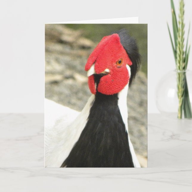 Lustiger Geburtstag Card/MALE SILBERNER FASAN Karte (Vorderseite)