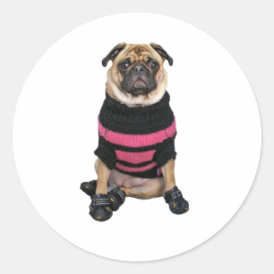 Lustiger gekleideter oben Mopshund mit Strickjacke Runder Aufkleber