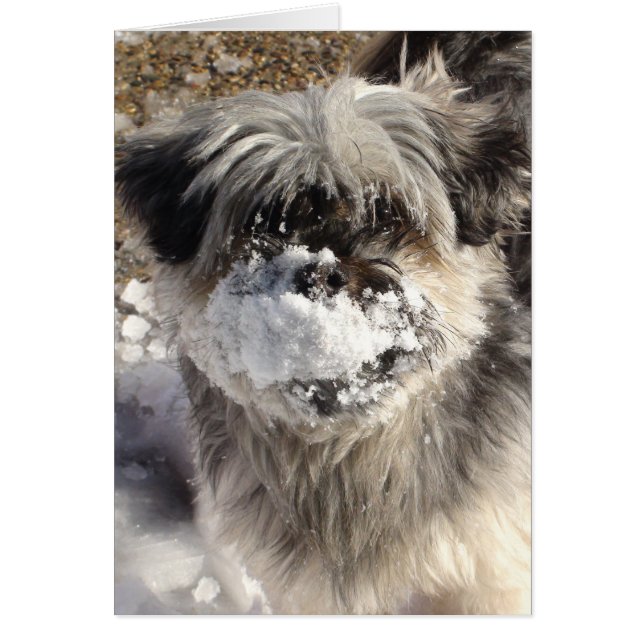 Lustiger Hund mit Schnee auf der Nase (Vorne)