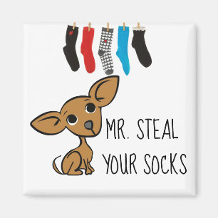 Lustiger Magnet Herr-Steal Your Socks Chihuahua