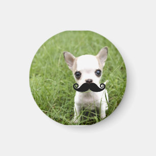 Lustiger niedlicher Chihuahua mit dem Schnurrbart Magnet