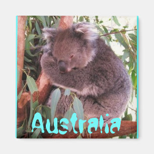 Lustiger niedlicher Koalabär Australien-Magnet Magnet