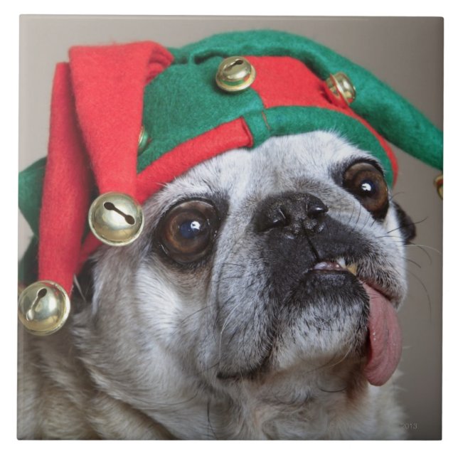 Lustiger schauender Mops mit der Zunge, die heraus Fliese (Vorderseite)