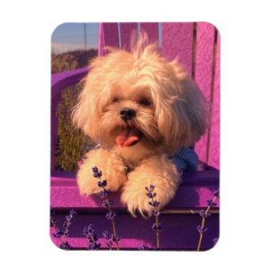 Lustiger Shih Tzu-Welpe lächelt (Hundetage) Magnet