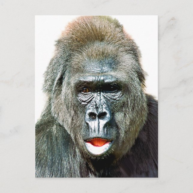 LUSTIGER SÜßER GORILLA POSTKARTE (Vorderseite)