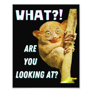 Lustiger Tarsier mit großen Augen, was siehst du? Fotodruck