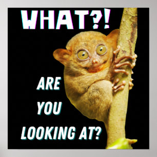Lustiger Tarsier mit großen Augen, was siehst du? Poster