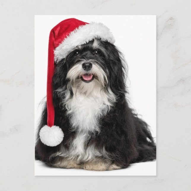 Lustiger WeihnachtenHavanese Hund mit Feiertagspostkarte (Vorderseite)