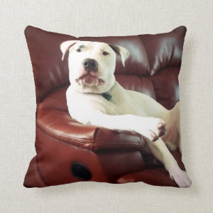 lustiger weißer Grubenbull-Hund auf dem Sofa Kissen