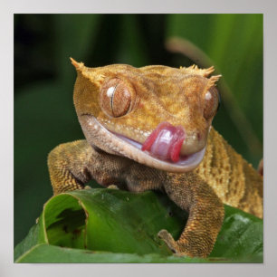 Lustiges GEKO, das Lippen mit der Zunge leckt Poster