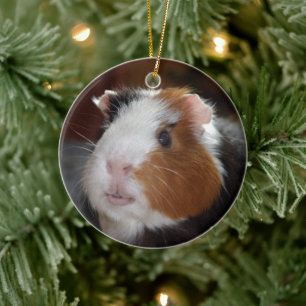 Lustiges, glattes, dreifarbiges Meerschweinchen-Ge Keramikornament