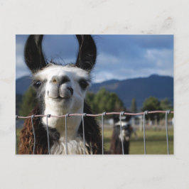 Lustiges lächelndes Lama in Südoregon Postkarte