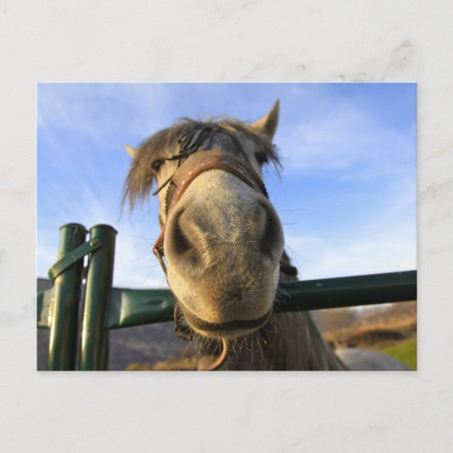 Lustiges Pferd Postkarte (Vorderseite)