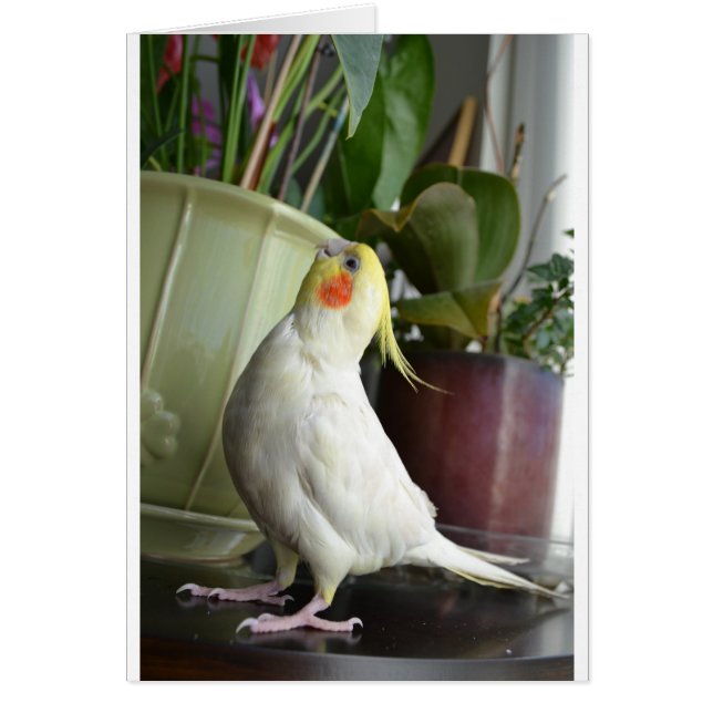 Lutino Cockatiel (Devant)