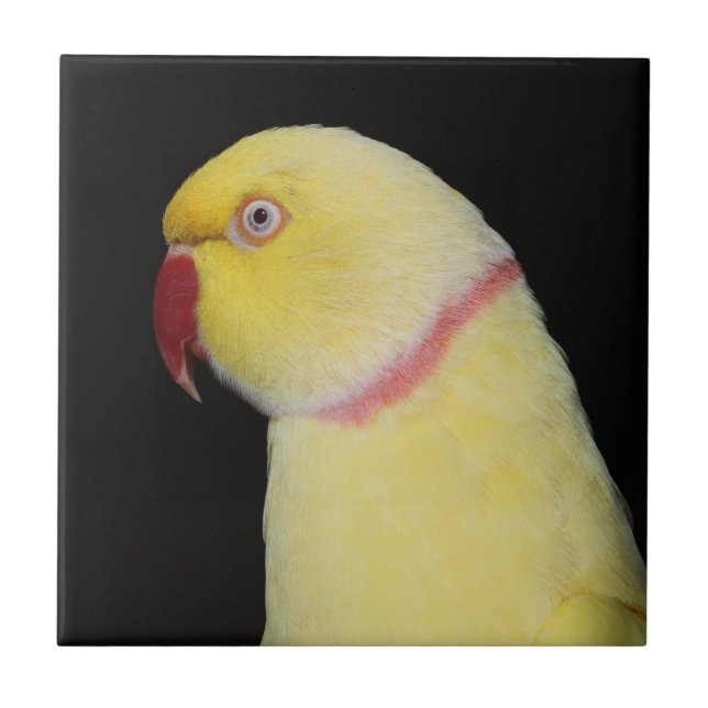 Lutino Inder Ringneck Parakeet-Pose Fliese (Vorderseite)