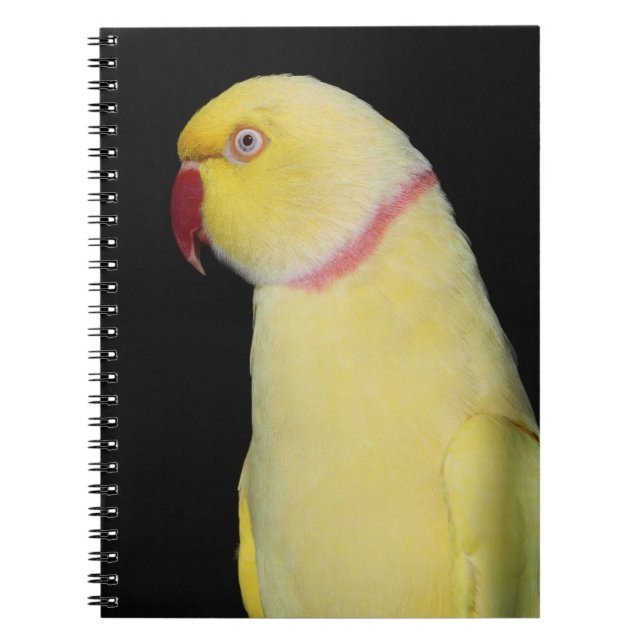 Lutino Inder Ringneck Parakeet-Pose Notizblock (Vorderseite)