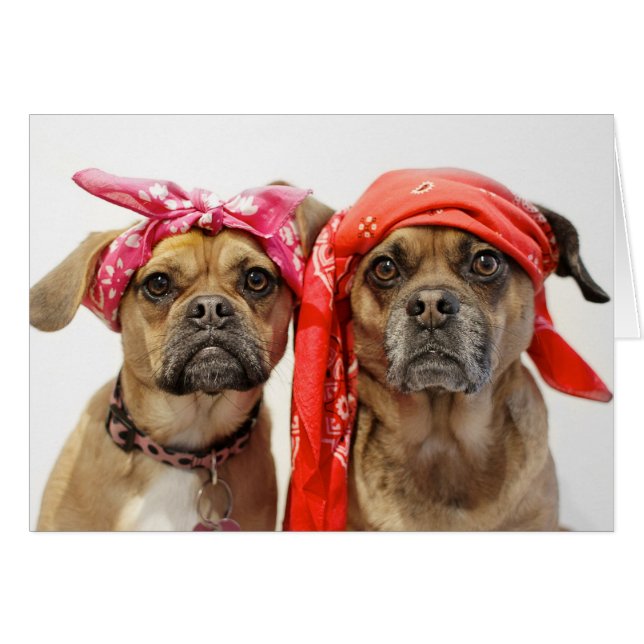 Lutte (Devant horizontal)