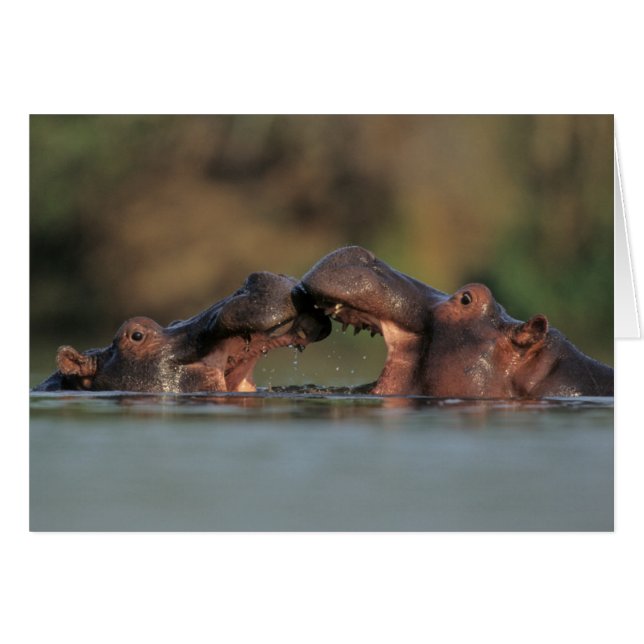 Lutte contre les hippopotames (Hippopotame Amphibi (Devant horizontal)