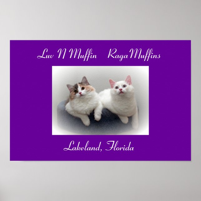 Luv N Muffin RagaMuffin Katzen & Kätzchen Poster (Vorne)