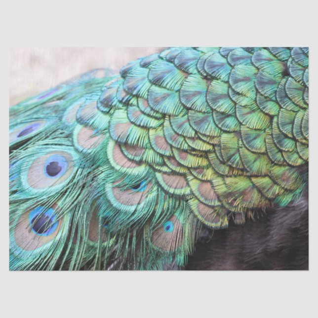 Luxuriöse Elegant Boho Aquamarin Pfauenfedern Seidenpapier (Vorderseite)