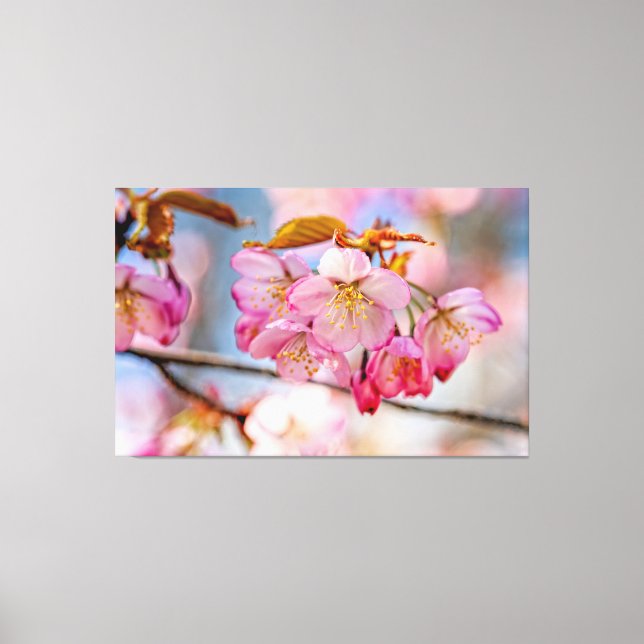 Luxuriöse Sakura Blume im Frühlingspark Leinwanddruck (Vorderseite)