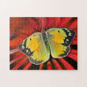 Luzerne-Schmetterling auf Kegelblume