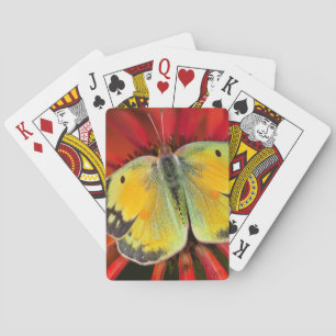 Luzernefalter auf Kegelblume Spielkarten