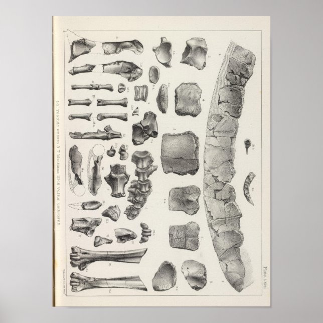 LXVII Testudo, Vultur Poster (Vorne)