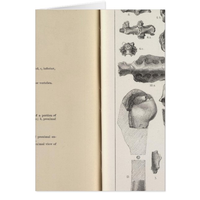 LXVIII Vultur umbrosus (Vorne)