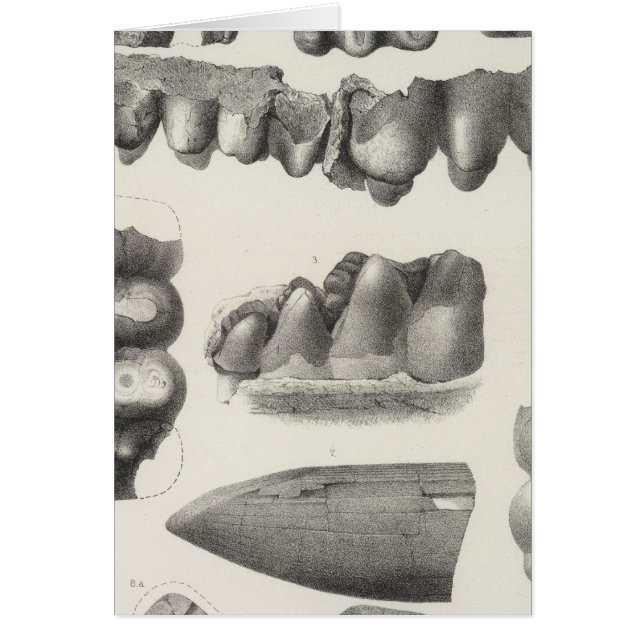 LXXI Mastodon productus (Vorne)