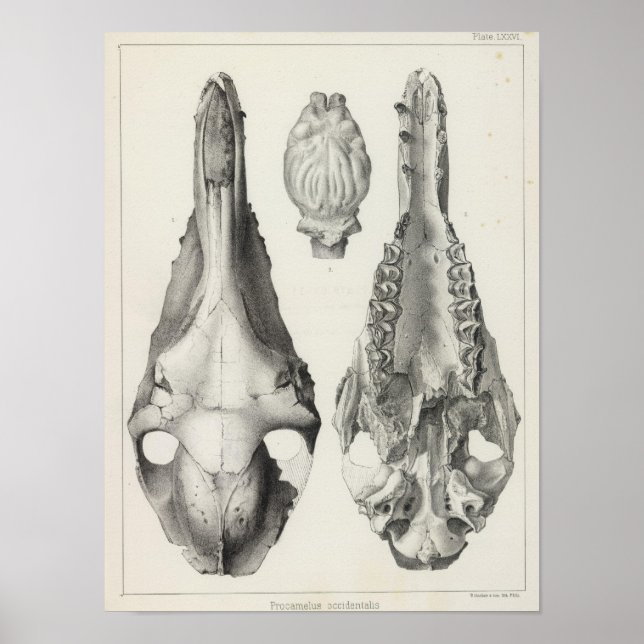 LXXVI Procamelus occidentalis Poster (Vorne)