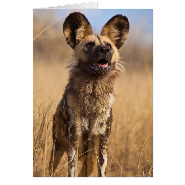 Lycaon d'Afrique (Devant)